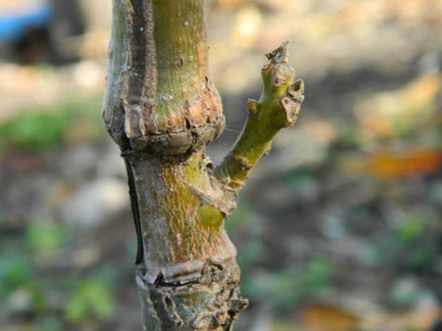 Name:  DSCN0351.jpg
Views: 2691
Size:  33.0 KB