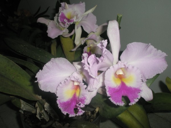 Name:  PC180003 (600 x 450).jpg
Views: 872
Size:  51.4 KB