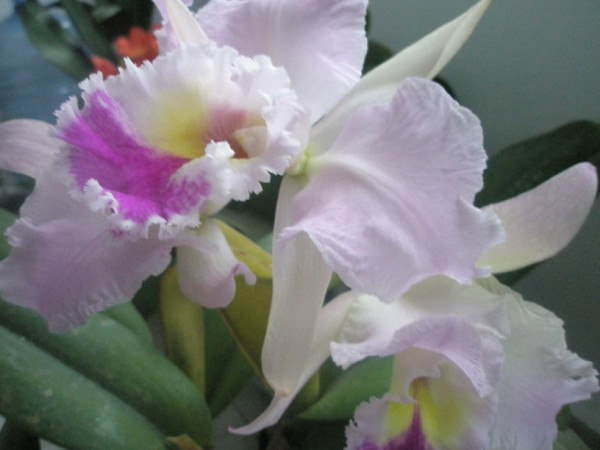 Name:  PC180005 (600 x 450).jpg
Views: 855
Size:  46.7 KB
