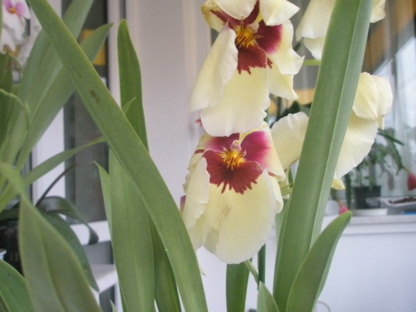 Name:  PC190016 (600 x 450).jpg
Views: 1026
Size:  50.2 KB