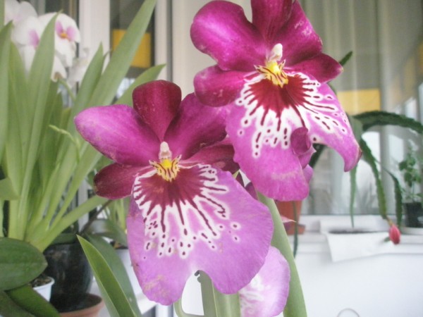 Name:  PC190017 (600 x 450).jpg
Views: 1037
Size:  60.7 KB