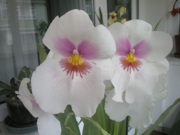 Name:  PC190018 (600 x 450).jpg
Views: 984
Size:  39.9 KB