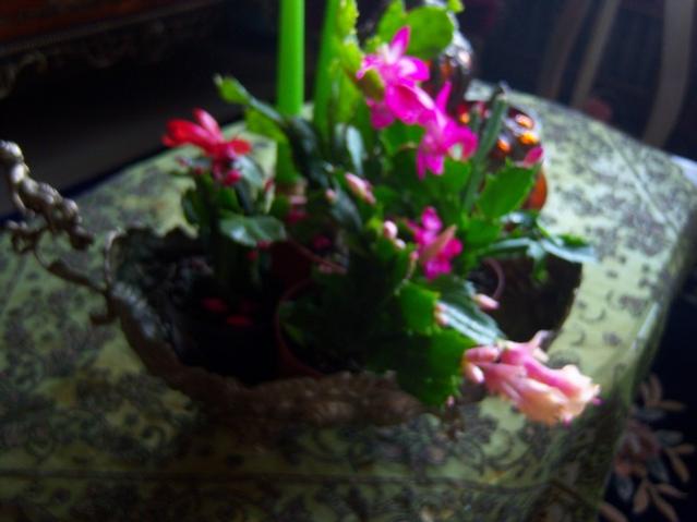 Name:  100_3998.jpg
Views: 327
Size:  33.6 KB