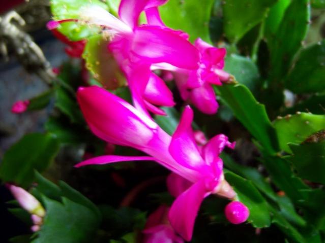 Name:  100_4000.jpg
Views: 331
Size:  34.3 KB