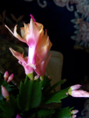 Name:  100_4001.jpg
Views: 327
Size:  59.2 KB