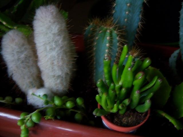 Name:  100_4003.jpg
Views: 322
Size:  31.7 KB