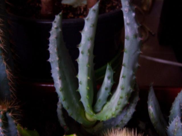 Name:  100_4005.jpg
Views: 341
Size:  24.3 KB