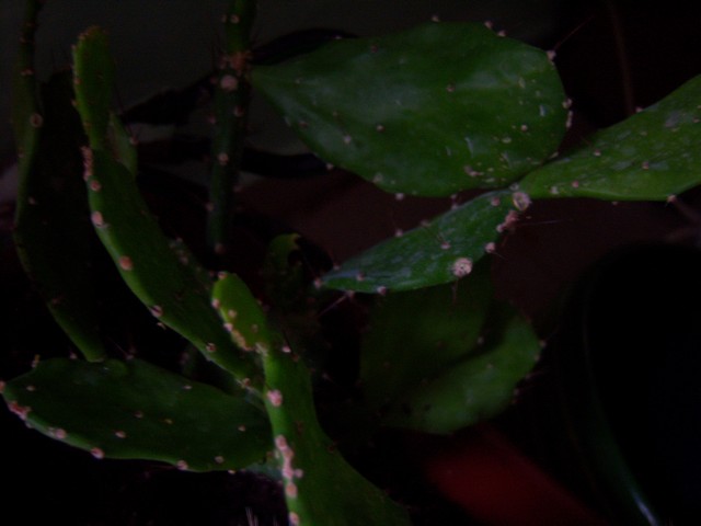Name:  100_4006.jpg
Views: 315
Size:  64.3 KB