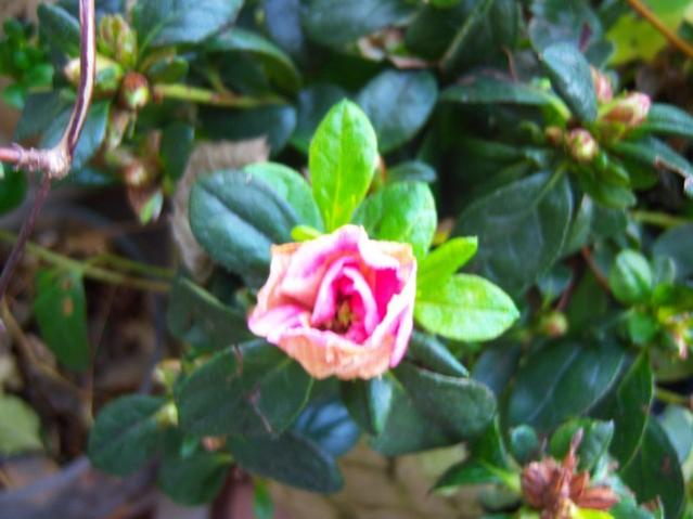Name:  100_4009.jpg
Views: 357
Size:  39.3 KB