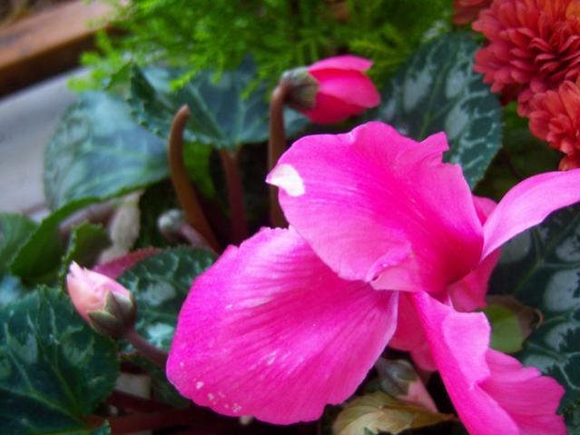 Name:  100_4012.jpg
Views: 345
Size:  38.9 KB