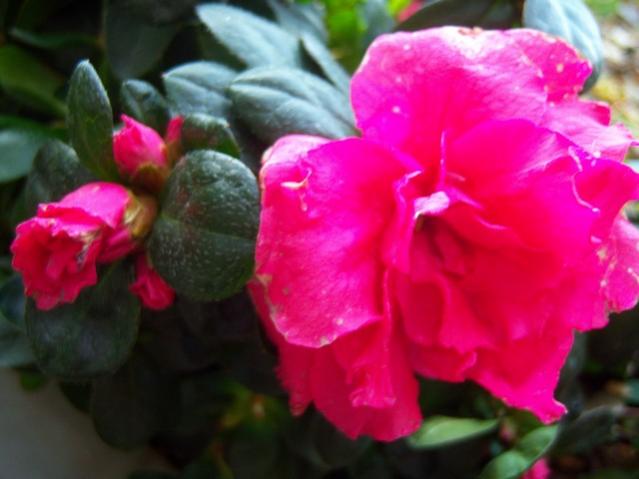 Name:  100_4015.jpg
Views: 309
Size:  34.1 KB