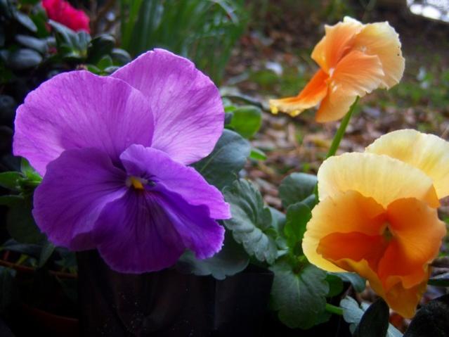 Name:  100_4026.jpg
Views: 328
Size:  37.4 KB