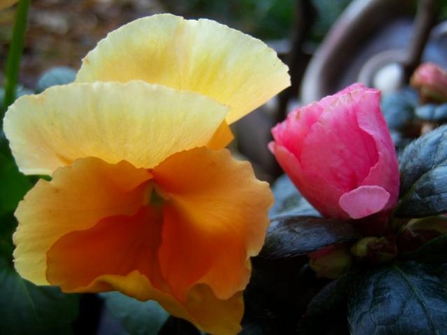 Name:  100_4027.jpg
Views: 308
Size:  29.7 KB