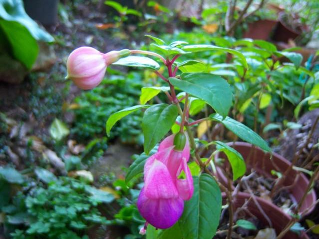 Name:  100_4037.jpg
Views: 317
Size:  51.3 KB
