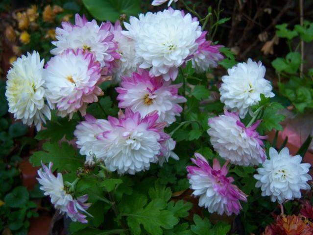 Name:  100_4042.jpg
Views: 317
Size:  49.8 KB