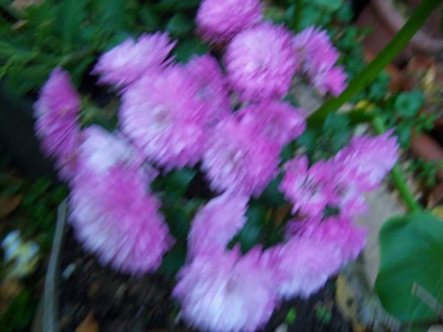 Name:  100_4043.jpg
Views: 317
Size:  35.7 KB