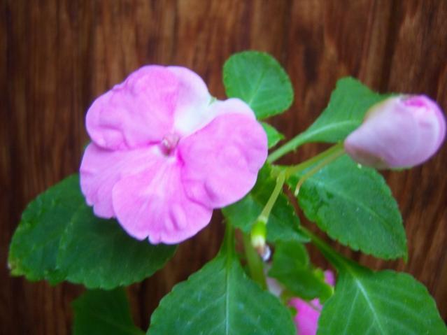 Name:  100_4048.jpg
Views: 290
Size:  29.4 KB