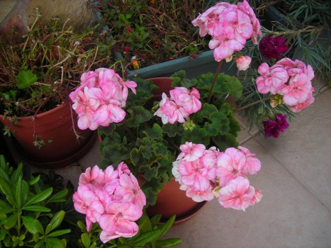 Name:  DSCN6690.jpg
Views: 656
Size:  56.0 KB