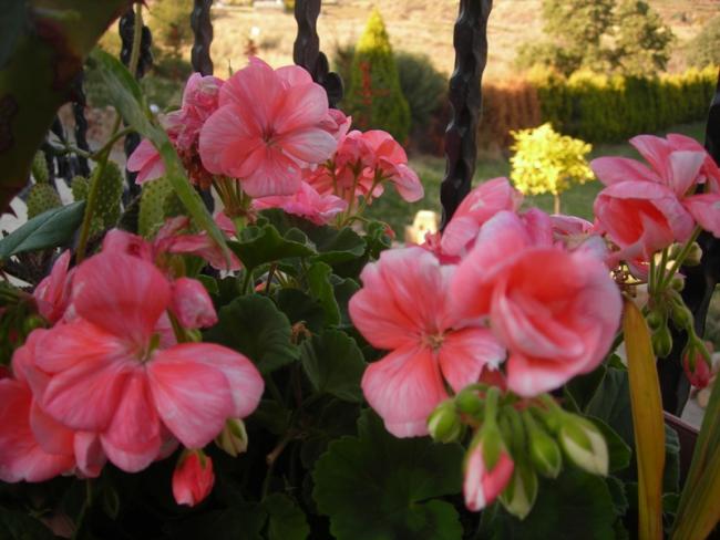 Name:  DSCN6692.jpg
Views: 626
Size:  45.4 KB