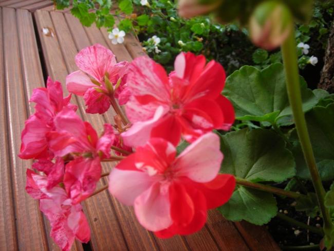 Name:  DSCN6685.jpg
Views: 604
Size:  45.3 KB