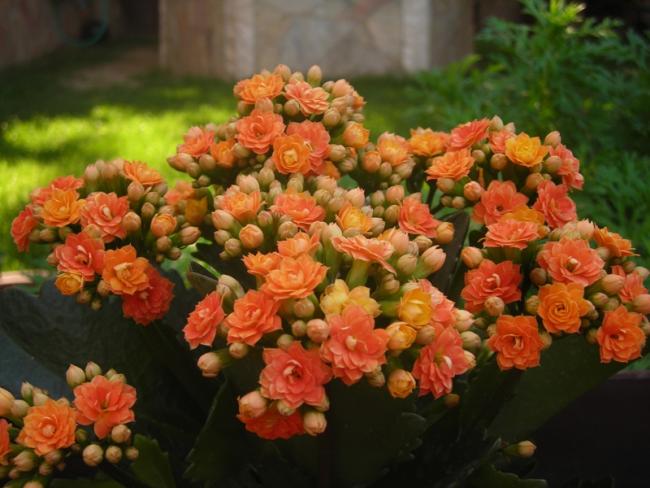 Name:  DSCN6732.jpg
Views: 639
Size:  47.5 KB