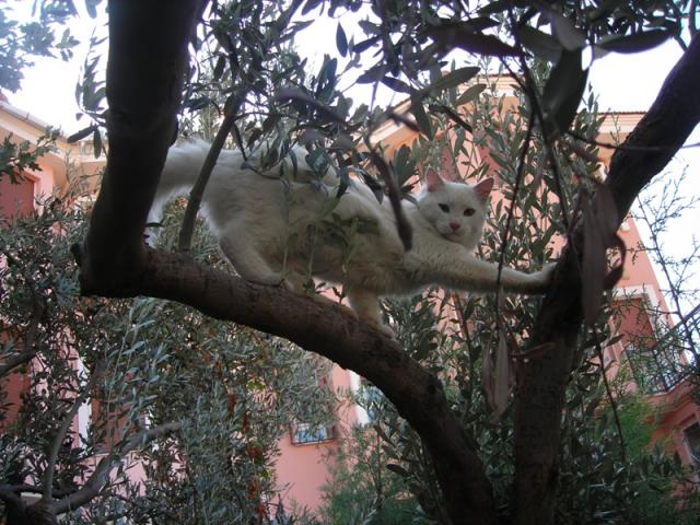 Name:  DSCN6656.jpg
Views: 614
Size:  69.6 KB