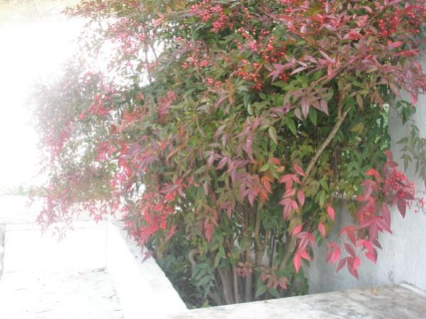 Name:  PC300033 (600 x 450).jpg
Views: 925
Size:  46.9 KB