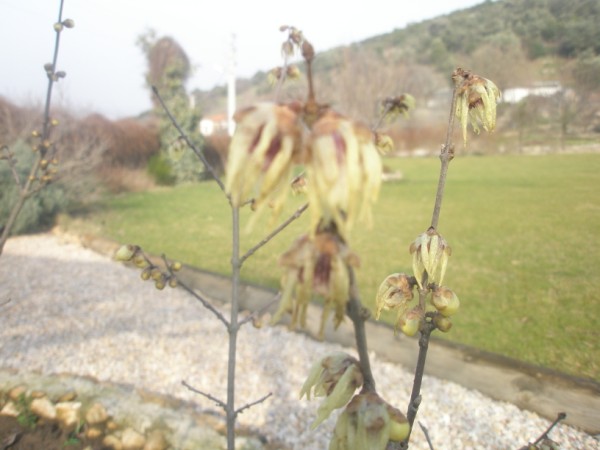 Name:  PC300034 (600 x 450).jpg
Views: 1065
Size:  53.1 KB