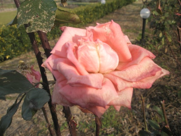 Name:  PC300047 (600 x 450).jpg
Views: 935
Size:  66.5 KB