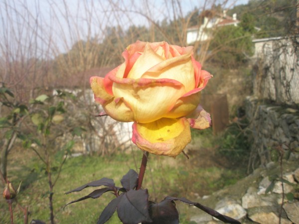 Name:  PC300062 (600 x 450).jpg
Views: 928
Size:  65.1 KB