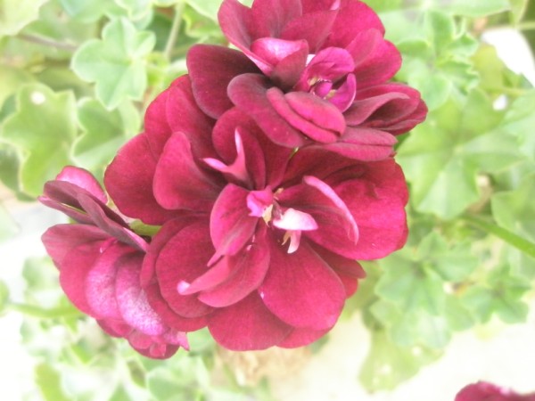 Name:  PC300026 (600 x 450).jpg
Views: 891
Size:  55.7 KB