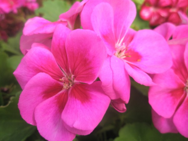Name:  PC300027 (600 x 450).jpg
Views: 911
Size:  47.5 KB