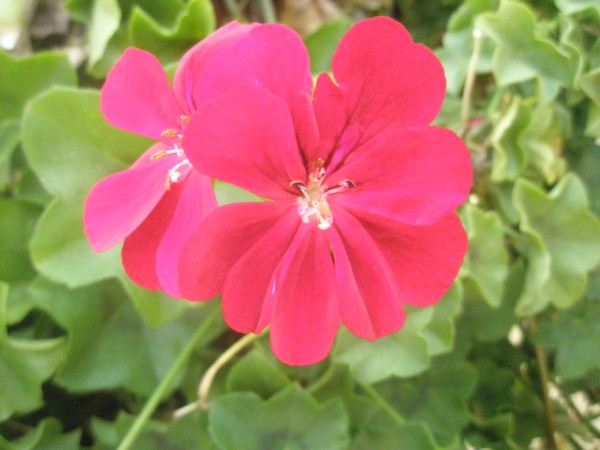 Name:  PC300028 (600 x 450).jpg
Views: 935
Size:  52.8 KB