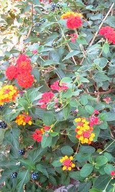 Name:  IMG_0930.jpg
Views: 676
Size:  40.2 KB
