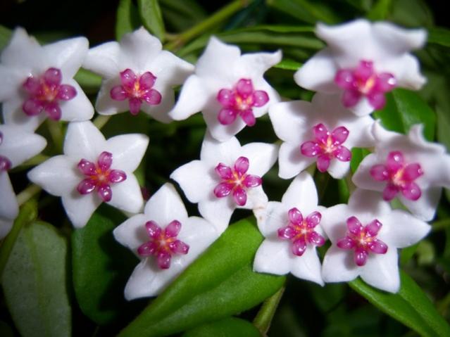 Name:  100_4076.jpg
Views: 454
Size:  40.0 KB