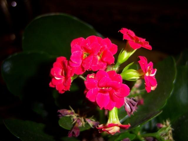 Name:  100_4081.jpg
Views: 417
Size:  27.9 KB