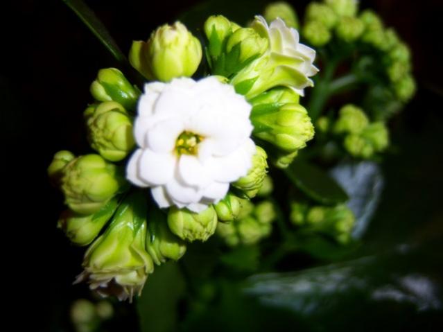 Name:  100_4082.jpg
Views: 390
Size:  28.9 KB