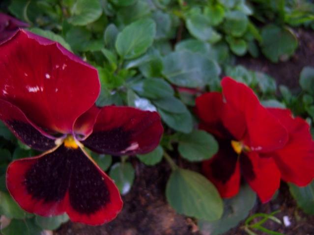 Name:  100_4095.jpg
Views: 418
Size:  30.4 KB