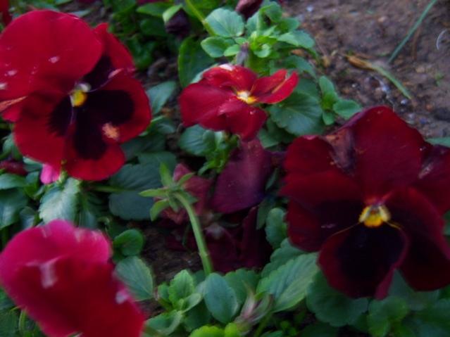 Name:  100_4097.jpg
Views: 421
Size:  35.1 KB