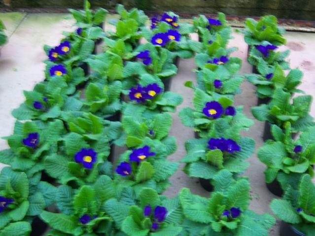 Name:  100_4131.jpg
Views: 494
Size:  55.2 KB