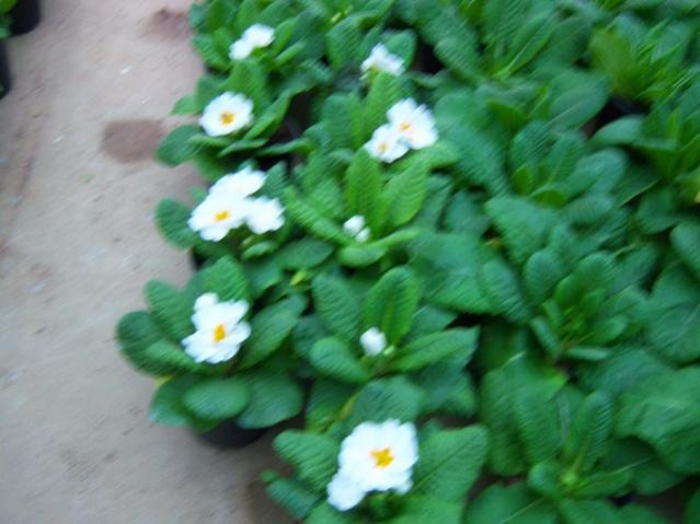 Name:  100_4132.jpg
Views: 542
Size:  39.6 KB