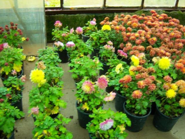 Name:  100_4133.jpg
Views: 537
Size:  64.2 KB