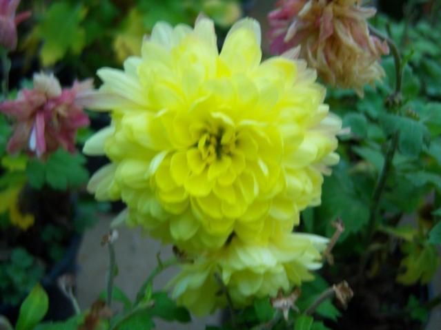 Name:  100_4136.jpg
Views: 531
Size:  31.8 KB
