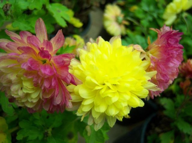 Name:  100_4138.jpg
Views: 544
Size:  38.3 KB