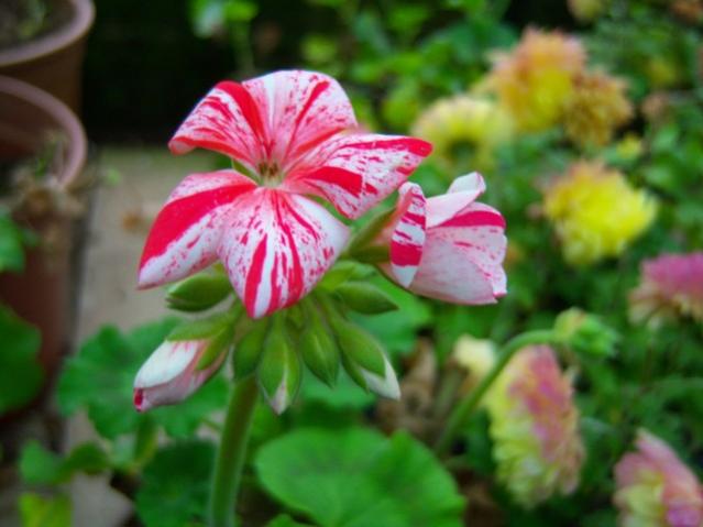 Name:  100_4140.jpg
Views: 524
Size:  36.5 KB
