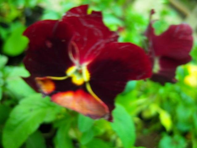 Name:  100_4142.jpg
Views: 526
Size:  29.0 KB