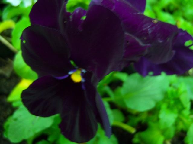 Name:  100_4143.jpg
Views: 516
Size:  26.9 KB