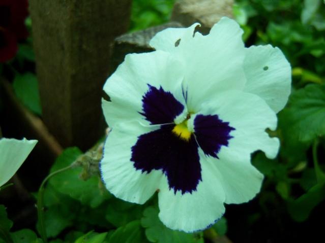 Name:  100_4146.jpg
Views: 519
Size:  29.0 KB