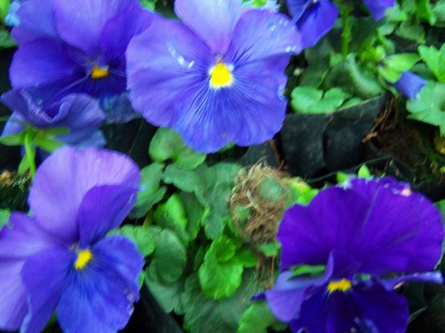 Name:  100_4147.jpg
Views: 520
Size:  43.6 KB
