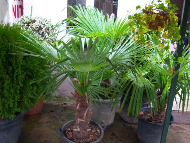 Name:  100_4155.jpg
Views: 527
Size:  60.7 KB